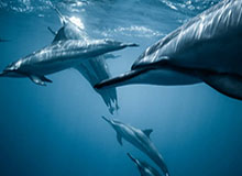 开云电子-英超综合：热刺客场“绝平”利物浦 曼联主场击败维拉